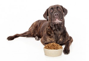 Hund vor Fressen
