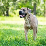 Purebred Cane Corso