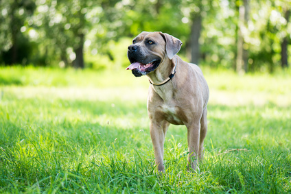 wie gross kann ein cane corso werden