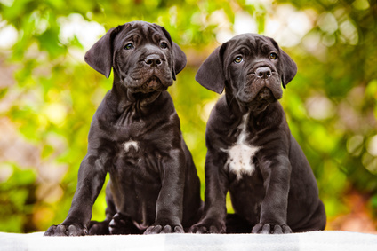 Die Größe des Cane Corso © ots-photo - Fotolia.com