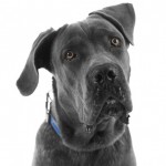 Cane corso italiano dog, isolated on white