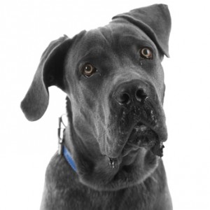 Cane Corso