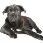 Cane corso dog puppy