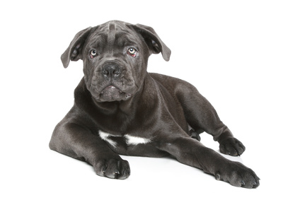 Cane corso