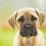Brown cane corso dog puppy