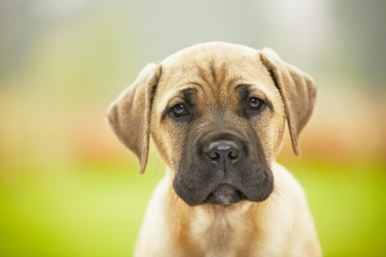 wie gross kann ein cane corso werden