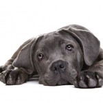 grey cane corso puppy dog