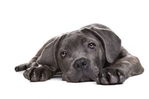 Cane Corso