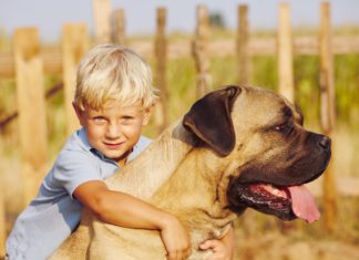 Familien Hund Cane Corso