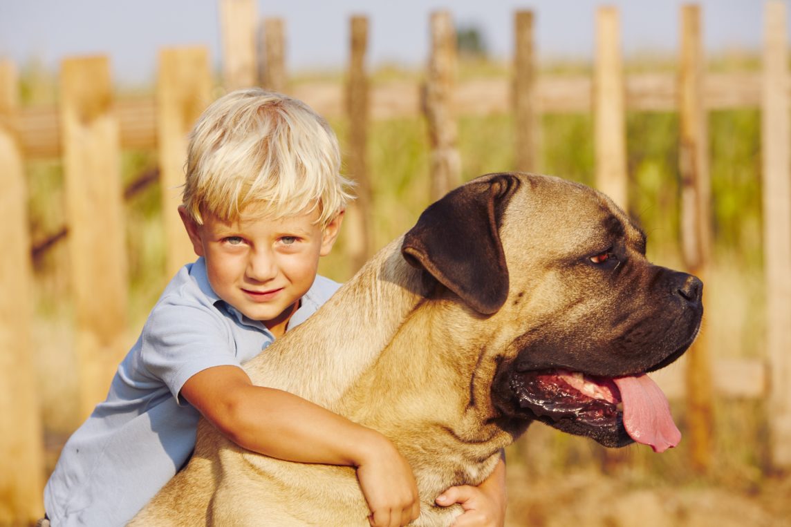 Familien Hund Cane Corso