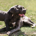Dog Adult And Puppy Cane Corso Lying On The Grass
