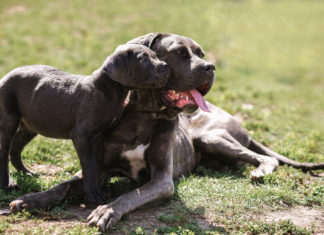 Cane Corso Italiano Charakter, Eigenschaften und Wesen