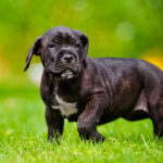 cane corso puppy outdoors