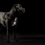 7-Cane-Corso