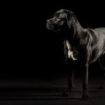 7-Cane-Corso-Hunde