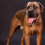 cane-corso