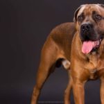 cane-corso-ita-De