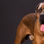cane-corso-italiano-De