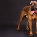 cane-corso-italiano-Freunde-De