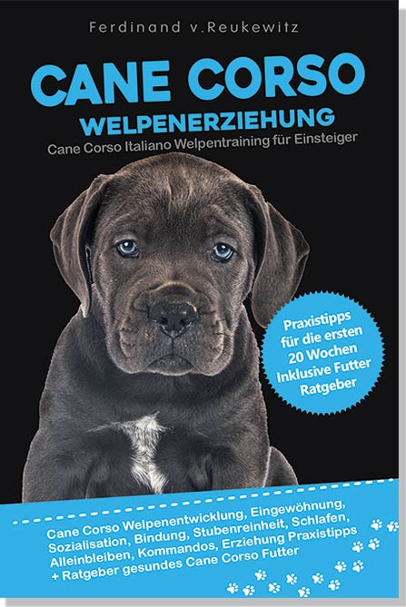 wie gross kann ein cane corso werden