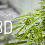Cannabis Of Formula Cbd. Structural Model Of Cannabidiol Molecul